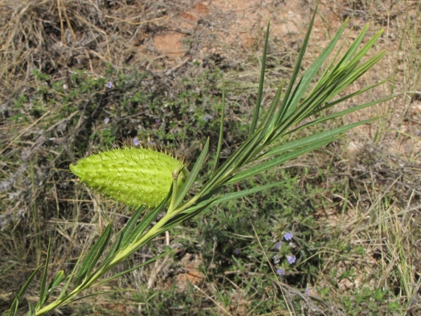 Gomphocarpus fruticosus
Swan Plant, Narrow-leaved Cotton Bush (Eng) Melkbos, Blaasoppie (Afr) Baumwoll-Seidenpflanze (Ger) - fruit
Trefwoorden: Plant;struik;Apocynaceae;vrucht