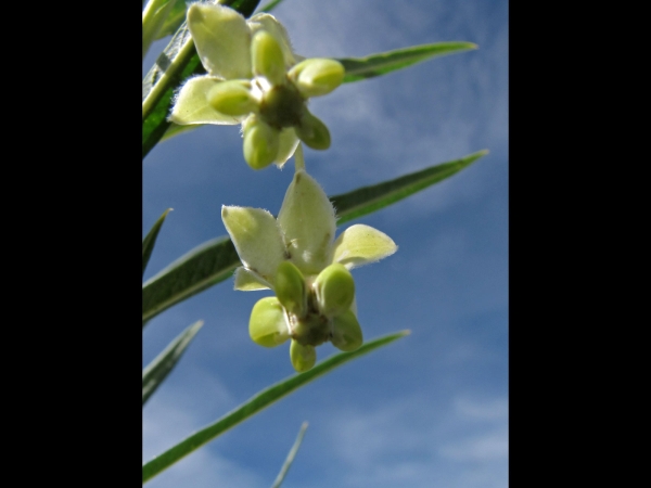 Gomphocarpus fruticosus
Swan Plant, Narrow-leaved Cotton Bush (Eng) Melkbos, Blaasoppie (Afr) Baumwoll-Seidenpflanze (Ger)
Trefwoorden: Plant;struik;Apocynaceae;Bloem;wit