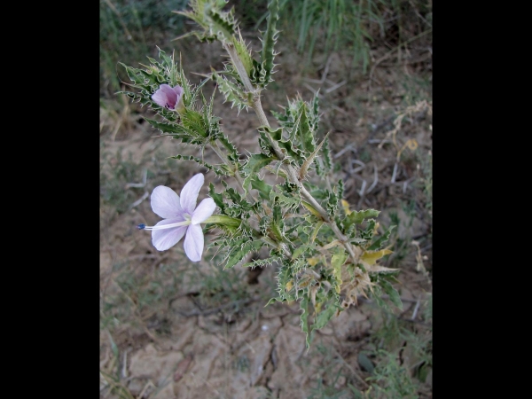 Barleria rigida
Scorpion thistle (Eng) Skerpioendissel (Afr)
Trefwoorden: Plant;Acanthaceae;Bloem;lila