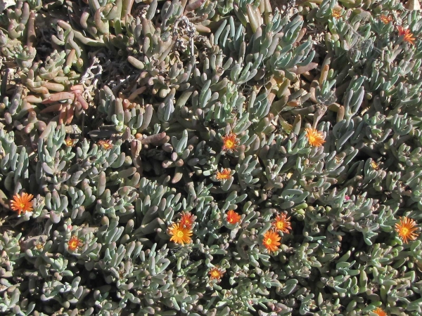 Malephora crocea
Coppery Mesemb, Red Finger Vygie (Eng) Oranjevingervygie, vingerkanna (Afr)
Trefwoorden: Plant;Aizoaceae;Bloem;geel;oranje