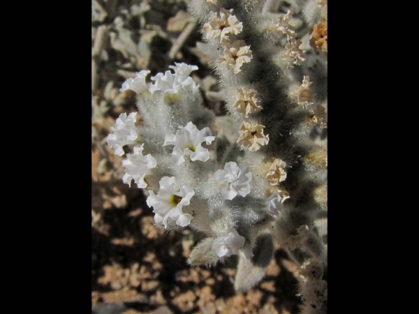 Heliotropium tubulosum
Namaqua Borage (Eng) 
Trefwoorden: Plant;Boraginaceae;Bloem;wit;roze