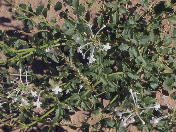 Chascanum garipense
White chascanum (Eng)
Trefwoorden: Plant;Verbenaceae;Bloem;wit