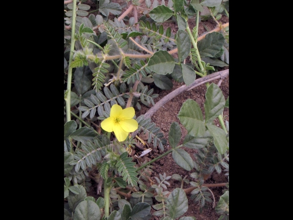 Tribulus zeyheri
Calthrop, Large-flowered Devil-thorns, Puncture Vine (Eng) Dubbeltjie (Afr)
Trefwoorden: Plant;Zygophyllaceae;Bloem;geel