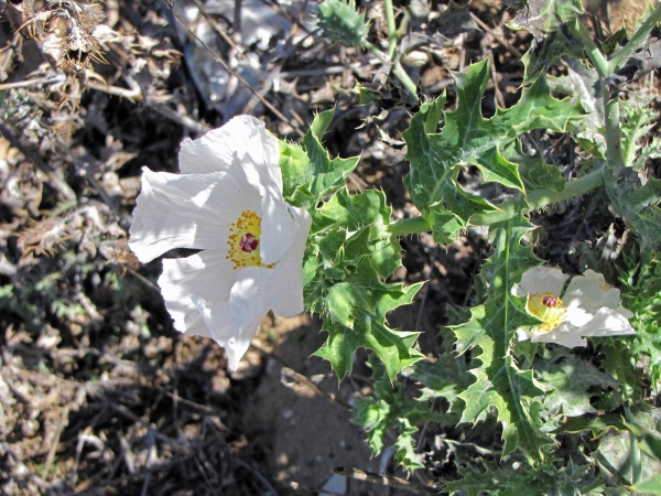 Argemone mexicana
Mexican Poppy (Eng) Geelblom-Bloudissel (Afr) Stekelpapaver (Ned)
Trefwoorden: Plant;Papaveraceae;Bloem;wit;geel