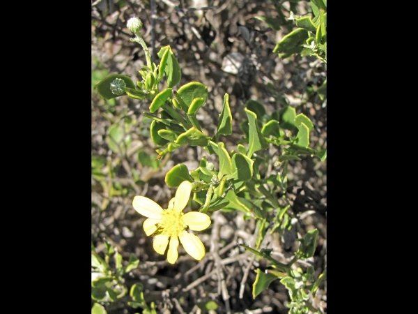 Osteospermum moniliferum
Bietou, Tick Berry (Eng) Bietou (Afr) Bietouw (Ned)
Trefwoorden: Plant;Asteraceae;Bloem;geel