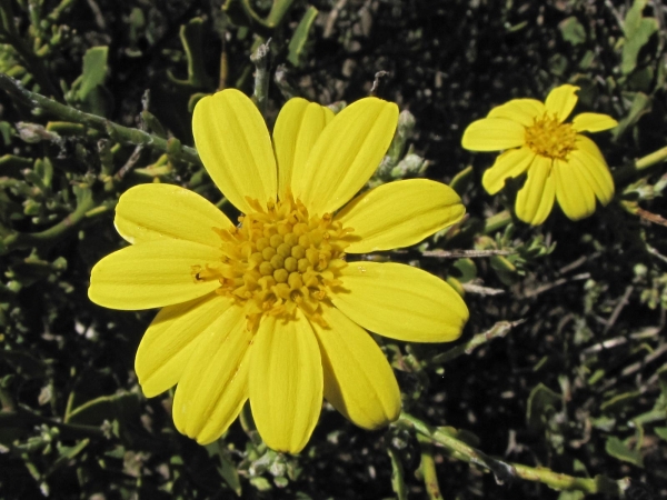 Osteospermum moniliferum
Bietou, Tick Berry (Eng) Bietou (Afr) Bietouw (Ned)
Trefwoorden: Plant;Asteraceae;Bloem;geel