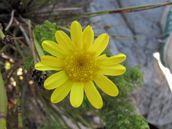 Euryops abrotanifolius
Lace-leaf Euryops, Mountain Resin Bush (Eng) Bergharpuisbos, Geelmagriet (Afr.)
Trefwoorden: Plant;struik;Asteraceae;Bloem;geel