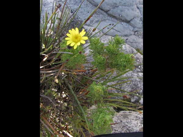 Euryops abrotanifolius
Lace-leaf Euryops, Mountain Resin Bush (Eng) Bergharpuisbos, Geelmagriet (Afr.)
Trefwoorden: Plant;struik;Asteraceae;Bloem;geel