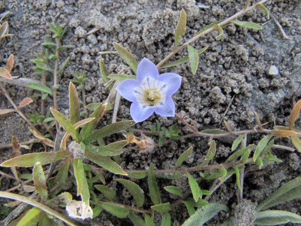 Wahlenbergia sp. 2
Trefwoorden: Plant;Campanulaceae;Bloem;blauw