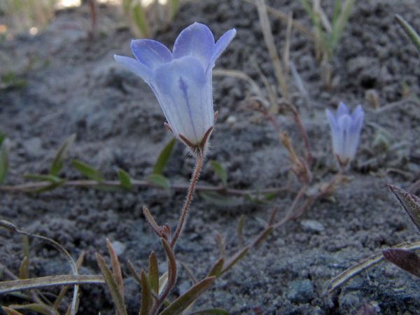 Wahlenbergia sp. 2
Trefwoorden: Plant;Campanulaceae;Bloem;blauw