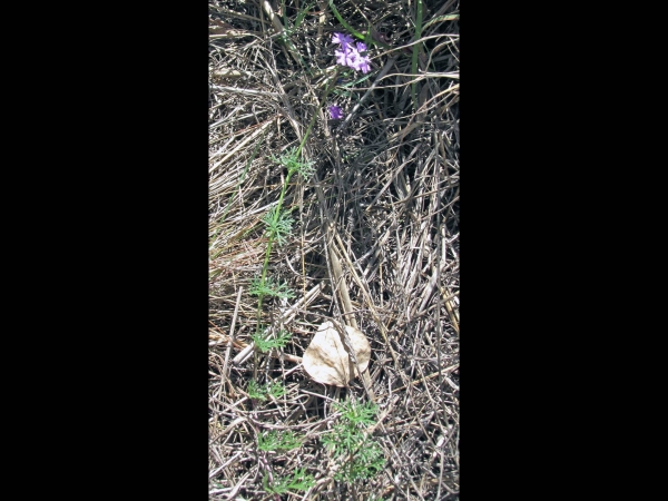 Verbena aristigera
Moss Verbena, Desert Verbena (Eng) – leaves
Trefwoorden: Plant;Verbenaceae;Bloem;paars