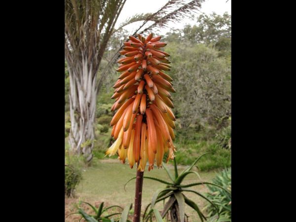 Aloe cameronii
Cameron's Ruwari Aloe (Eng)
Trefwoorden: Plant;Asphodelaceae;Bloem;oranje