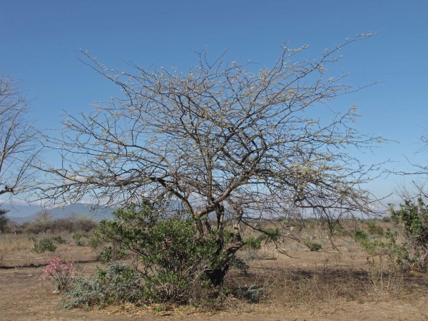 Combretum; C. elaeagnoides
Oleaster Bushwillow (Eng) Oleasterboswilg (Afr)
Trefwoorden: Plant;Combretaceae;Bloem;wit