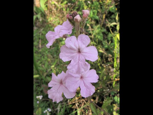 Cycnium racemosum
Large Pink Ink Plant (Eng)
Trefwoorden: Plant;Orobanchaceae;Bloem;roze