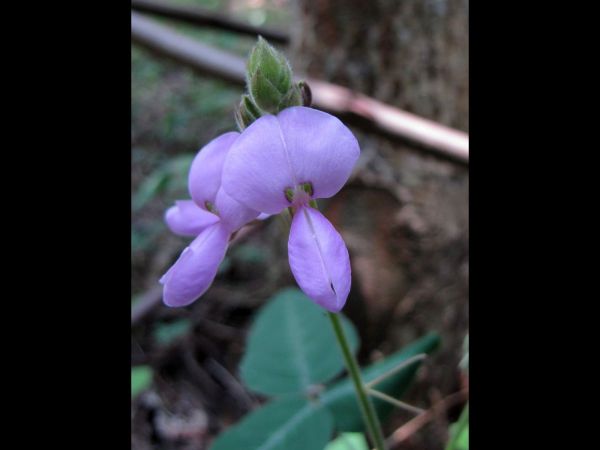 Desmodium uncinatum
Silver-Leaf Desmodium (Eng)
Trefwoorden: Plant;Fabaceae;Bloem;paars;violet