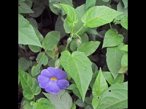 Thunbergia battiscombei
Blue Glory Vine (Eng)
Trefwoorden: Plant;Acanthaceae;Bloem;blauw