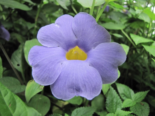 Thunbergia battiscombei
Blue Glory Vine, Blue Trumpet Vine(Eng)
Trefwoorden: Plant;Acanthaceae;Bloem;blauw