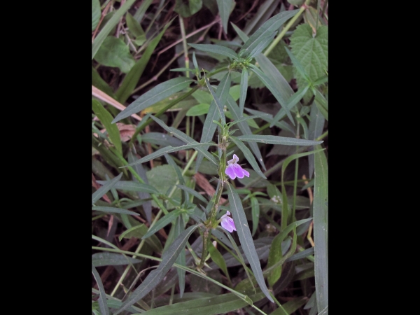 Justicia insularis
Trefwoorden: Plant;Acanthaceae;Bloem;paars