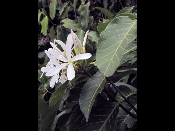 Holarrhena pubescens
Fever Pod (Eng)
Trefwoorden: Plant;Apocynaceae;Bloem;wit