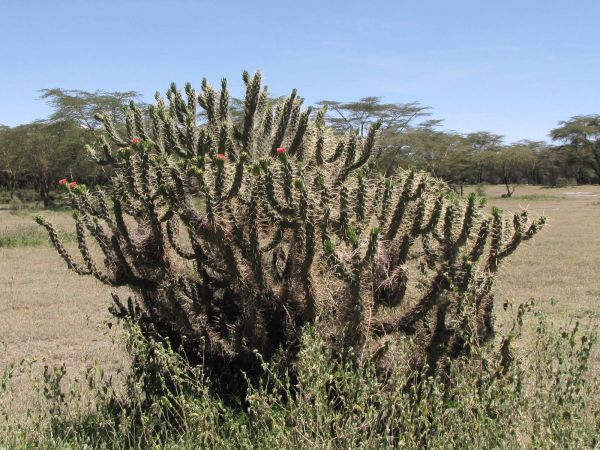 Opuntia exaltata
Long-Spine Cactus (Eng)
Trefwoorden: Plant;Cactaceae;Bloem;oranje