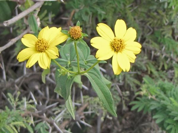 Aspilia mossambicensis
Wild Sunflower (Eng)
Trefwoorden: Plant;Asteraceae;Bloem;geel