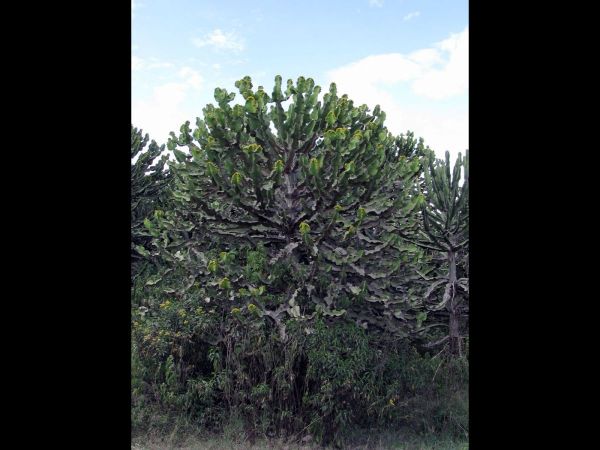 Euphorbia candelabrum
Candelabra tree (Eng)
Trefwoorden: Plant;Euphorbiaceae;Bloem;geel;groen