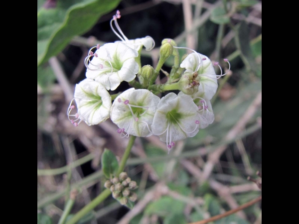 Commicarpus plumbagineus
Wortclub (Eng) Wit Veldpatats (Afr)
Trefwoorden: Plant;Nyctaginaceae;Bloem;wit