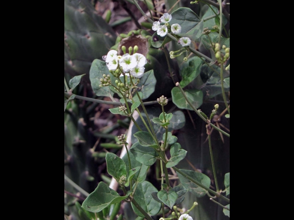 Commicarpus plumbagineus
Wortclub (Eng) Wit Veldpatats (Afr)
Trefwoorden: Plant;Nyctaginaceae;Bloem;wit