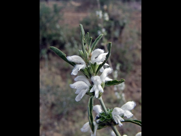 Leucas jamesii
Trefwoorden: Plant;Lamiaceae;Bloem;wit