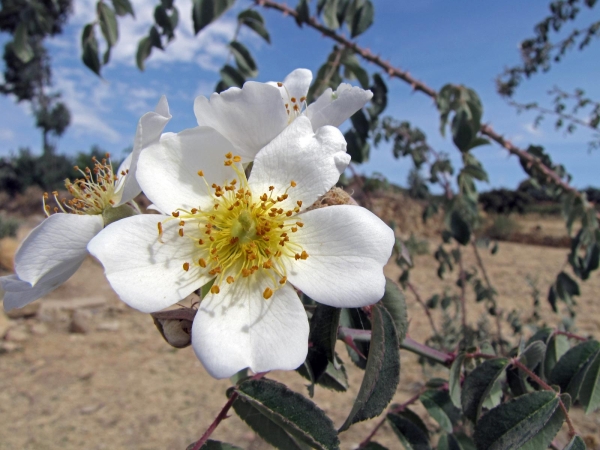 Rosa; R. abyssinica
Ethiopian Rose (Eng) Kega (Amharic)
Trefwoorden: Plant;struik;Rosaceae;Bloem;wit