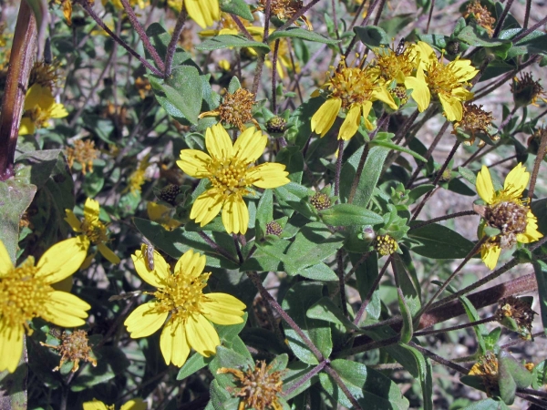 Guizotia; G. scabra
Trefwoorden: Plant;Asteraceae;Bloem;geel