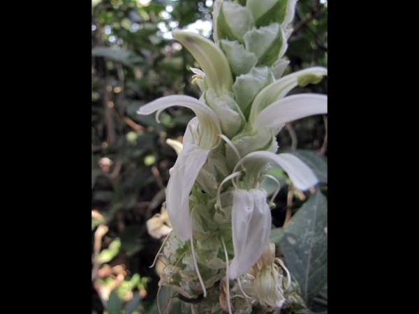 Justicia schimperiana
Sensel, Simiza, Timisa (Amharic) Dumuga (Oromo)
Trefwoorden: Plant;Acanthaceae;Bloem;groen;wit