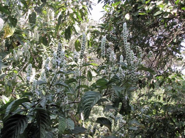 Justicia schimperiana
Sensel, Simiza, Sansal, Dumoga (Amharic)
Trefwoorden: Plant;Acanthaceae;Bloem;groen;wit