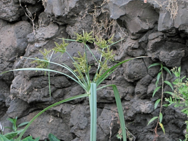 Cyperus; C. imbricatus
Shingle Flatsedge (Eng)
Trefwoorden: Plant;Cyperaceae;Bloem;groen