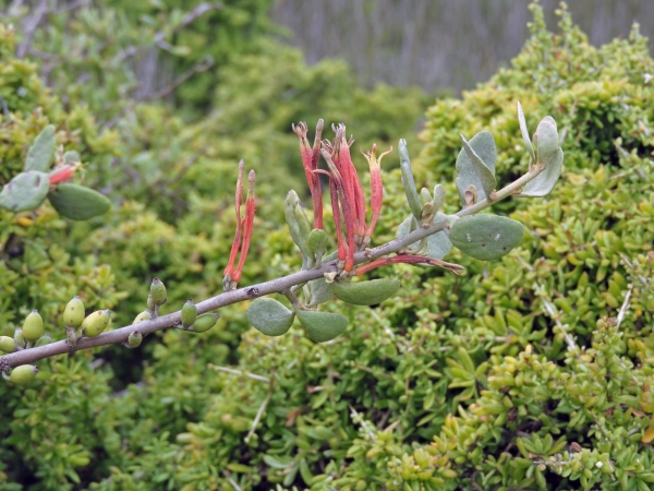 Septulina glauca
Mistletoe (Eng) Kersies, Vuurhoutjies (Afr)
Trefwoorden: Plant;Loranthaceae;Bloem;rood