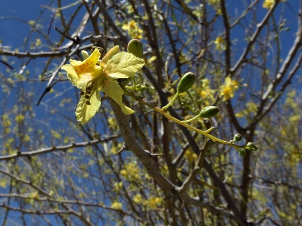 Parkinsonia africana
Green-Hair Tree (Eng) Lemoendoring (Afr)
Trefwoorden: Plant;Boom;Fabaceae;Bloem;geel