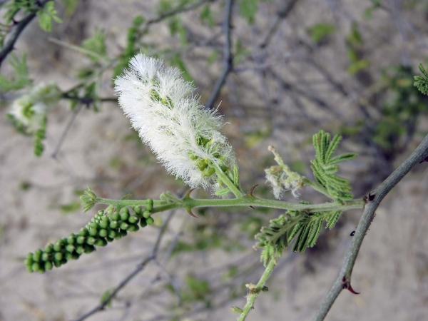 Senegalia polyacantha
White Thorn (Eng)  Witdoring (Afr)
Trefwoorden: Plant;Boom;Fabaceae;Bloem;wit