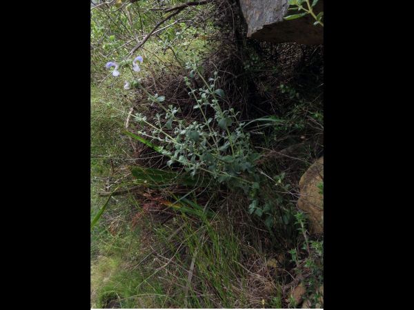 Salvia africana-caerulea
Wild Sage (Eng) Bloublomsalie (Afr)
Trefwoorden: Plant;Lamiaceae;Bloem;blauw