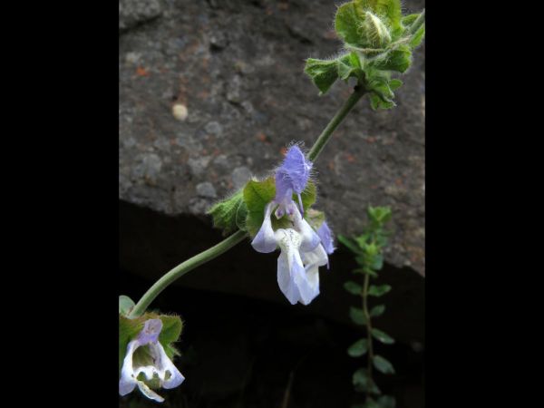 Salvia africana-caerulea
Wild Sage (Eng) Bloublomsalie (Afr)
Trefwoorden: Plant;Lamiaceae;Bloem;blauw