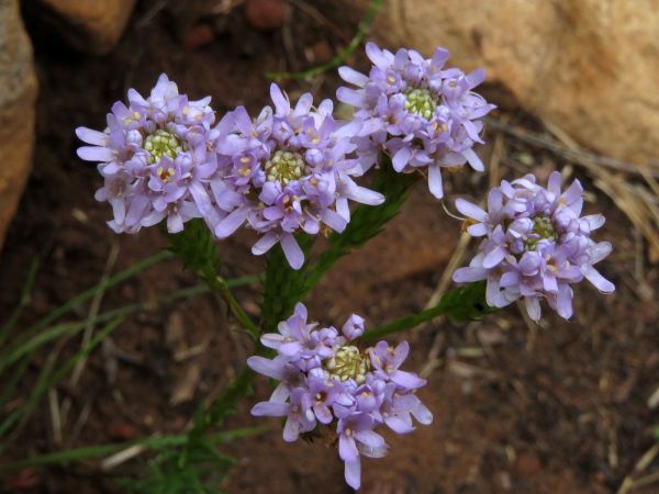 Pseudoselago spuria
Lilac Powderpuff (Eng) Bergaarbossie (Afr)
Trefwoorden: Plant;Scrophulariaceae;Bloem;blauw;wit