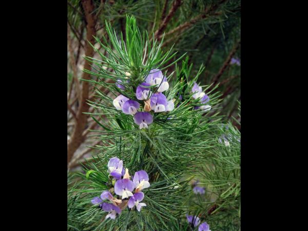 Psoralea pinnnata
Fountain Bush (Eng) Fonteinbos (Afr)
Trefwoorden: Plant;Fabaceae;Bloem;blauw;wit;violet