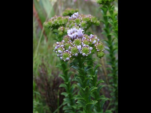 Pseudoselago serrata
Purple Powderpuff (Eng) Blouaarbossie (Afr)
Trefwoorden: Plant;Scrophulariaceae;Bloem;blauw