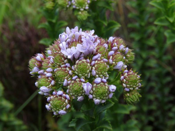Pseudoselago serrata
Purple Powderpuff (Eng) Blouaarbossie (Afr)
Trefwoorden: Plant;Scrophulariaceae;Bloem;blauw