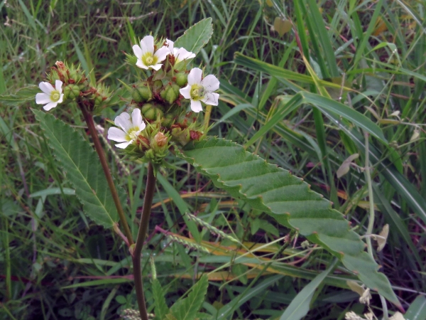 Melochia corchorifolia
Chocolateweed (Eng) 
Keywords: Plant;Malvaceae;Bloem;wit;roze