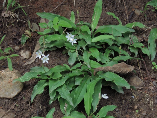 Chlorophytum; C. tuberosum
Musli, Edible Chlorophytum (Eng)
Keywords: Plant;Asparagaceae;Bloem;wit