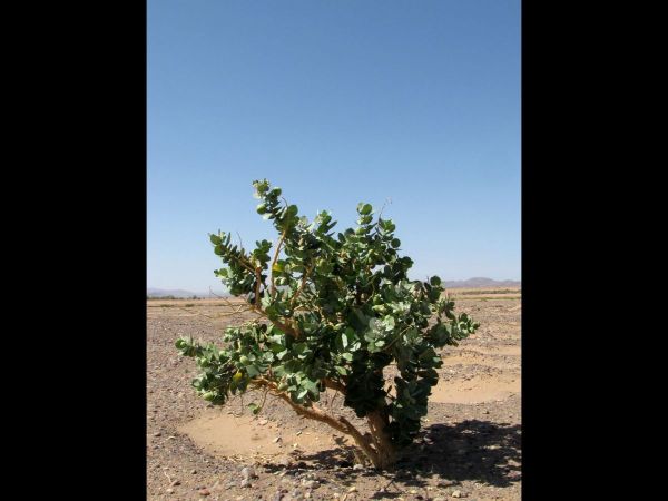 Calotropis procera
Apple of Sodom (Eng)
Trefwoorden: Plant;struik;Apocynaceae;woestijn