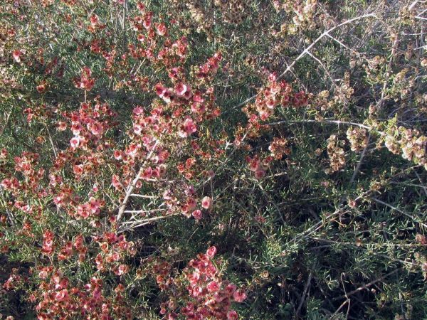 Salsola; S. oppositifolia
Loogkruid (Ned) Saltwort (Eng)
Trefwoorden: Plant;struik;Amaranthaceae;Bloem;woestijn