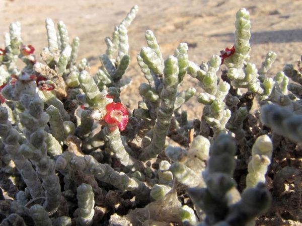 Salsola tetragona
Trefwoorden: Plant;struik;Amaranthaceae;Bloem;roze;woestijn