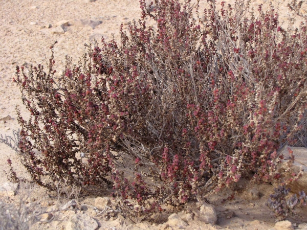 Suaeda vermiculata
Seablite (Eng) Groot Schorrenkruid (Ned) Weiche Sode (Ger) – fruits
Trefwoorden: Plant;struik;Amaranthaceae;vrucht