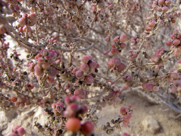 Suaeda vermiculata
Seablite (Eng) Groot Schorrenkruid (Ned) Weiche Sode (Ger) – fruits
Trefwoorden: Plant;Amaranthaceae;vrucht